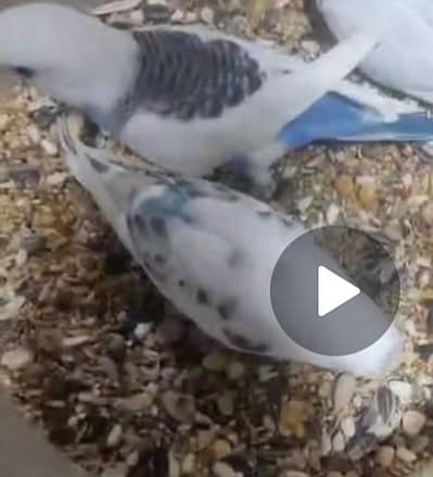 2 chick pair 900 budgie