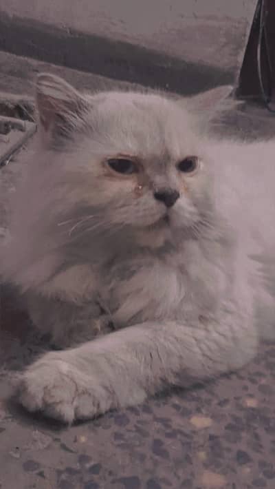 Persian Cat