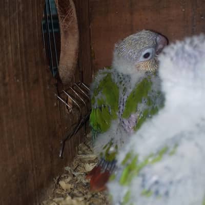 Red factor pineapple Conure chicks