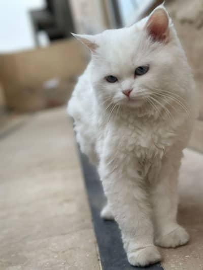 Persian cat for Sale