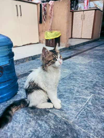 Persian Cat Triple Coat