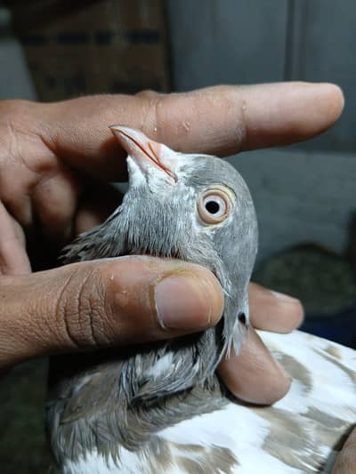 lakha and motio Wala pair