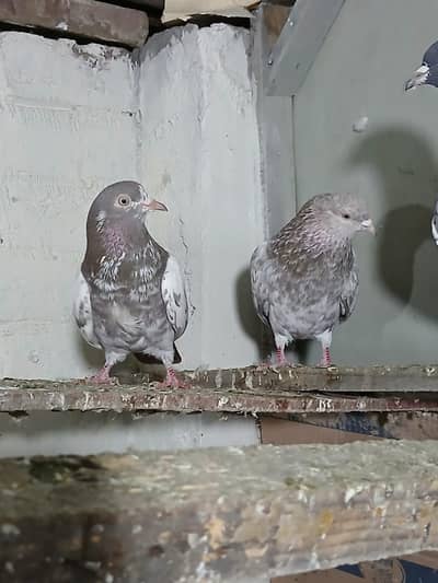 lakha and motio Wala pair