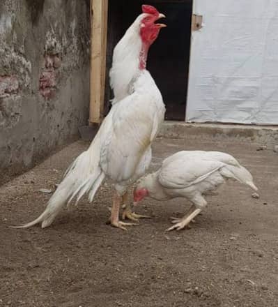 Paper White Asel Hera Chicks Available
