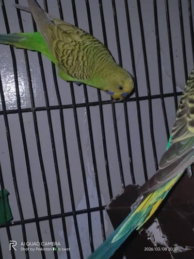 One pair of budgie with one extra female