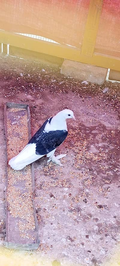 Fancy Kabootar for sle