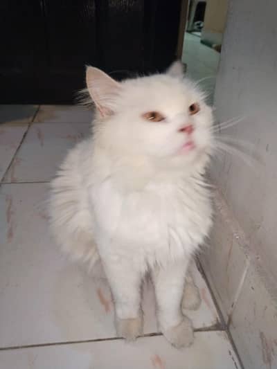 very good and beautiful