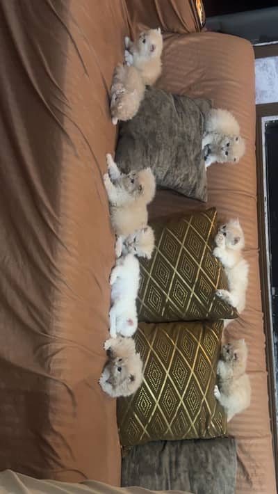 Persian cat for sale heavy coated cat