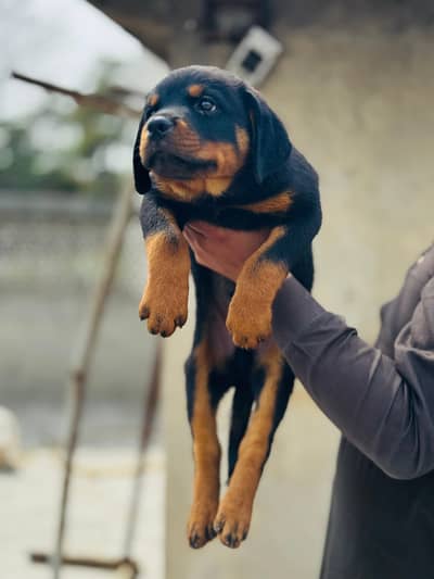 Rottweiler female puppies for sale