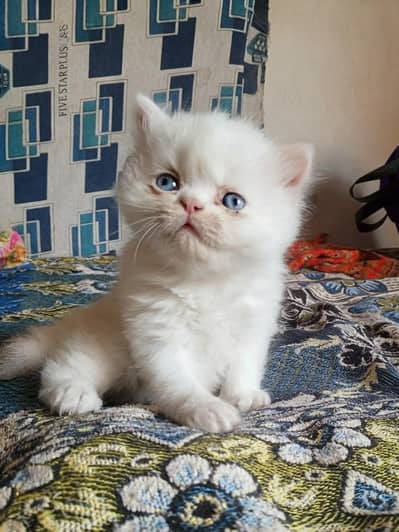 Parshion punch face triple cote kitten cats female