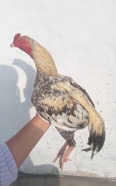 Pure Mianwali patha full mazboot Gand jor me WHATSAPP 03032766741