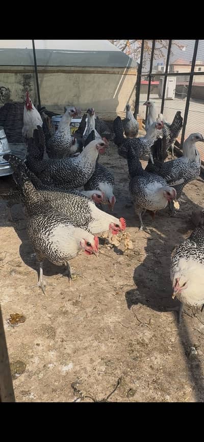 Egyptian Fayoumi/Misri Eggs for Sale