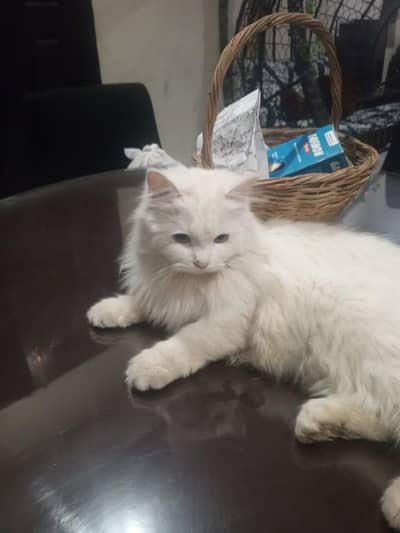 persian white cat 