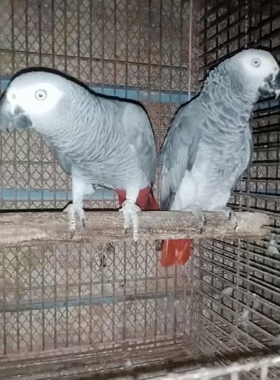 gray pair 03156376925