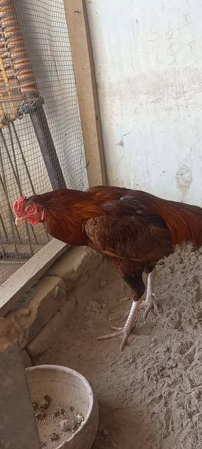 1 male hen