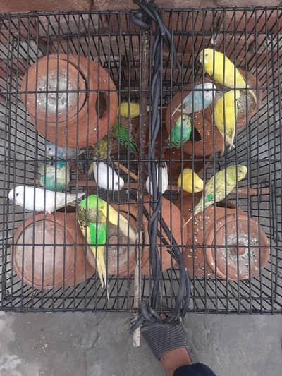 “Beautiful Australian Birds Pair – Healthy & Active