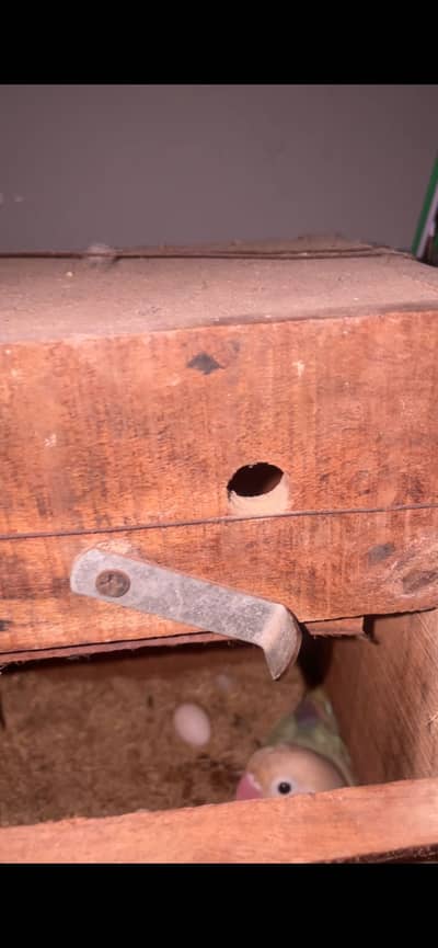 one love birds pair with egg and one hogoromo pair