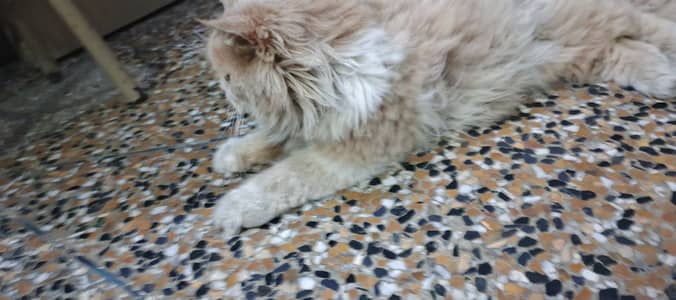Persian cat