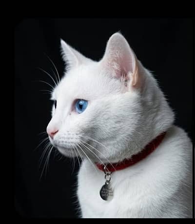 Rare Turkish Khao Manee Mix - Stunning Sapphire Blue Eyes + Full Kit