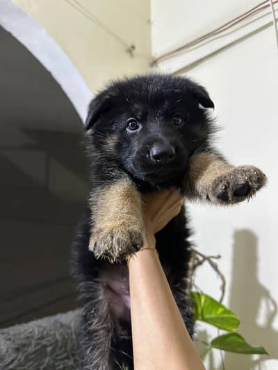 German shepherd puppy available