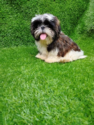 Shitzu male puppy