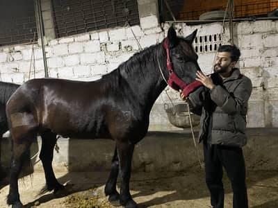 Percheron breed