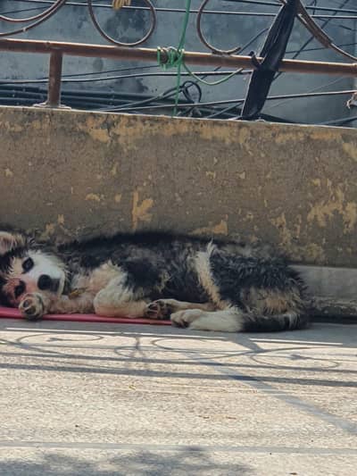Husky female puppy