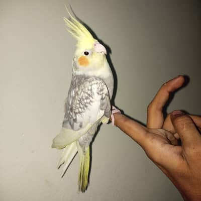 TAMED COCKTAIL MALE FOR SALE