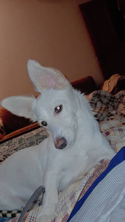 Puppy for sale in islamabad