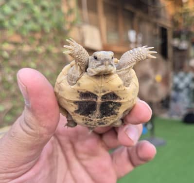 Russian Tortoise Baby