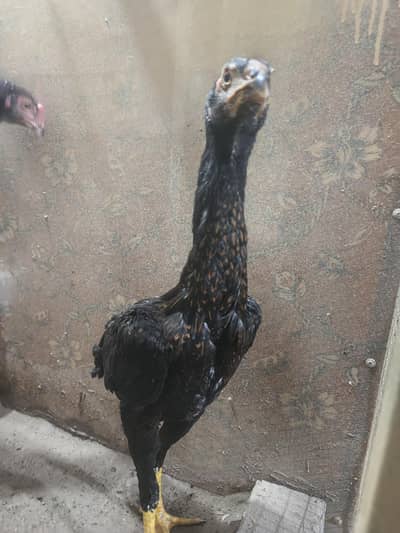 o shamo king size paths pathi