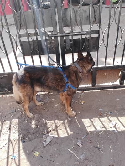 German shepherd  working line