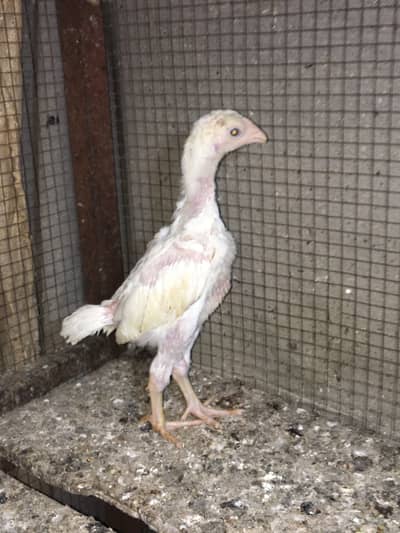 White shamo/Shamu chicks & eggs