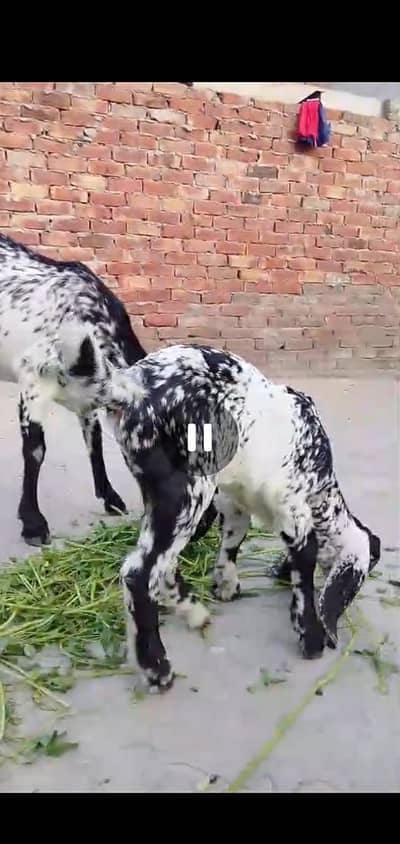 chota male  ha exchange possible ha