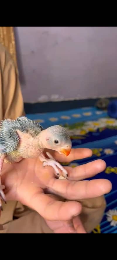 baby Parrot's
