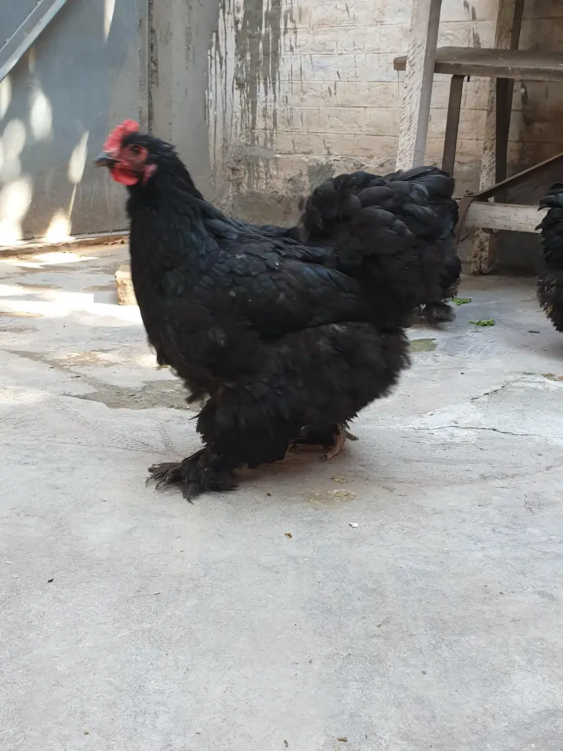Brahma Heavy Buff Cochine Silkee Sebrite Silkie Polish Yokohama Bentum — photo 6