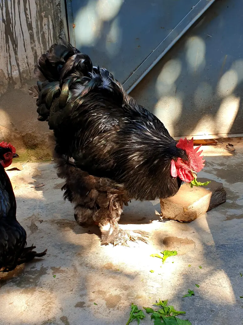 Brahma Heavy Buff Cochine Silkee Sebrite Silkie Polish Yokohama Bentum — photo 7