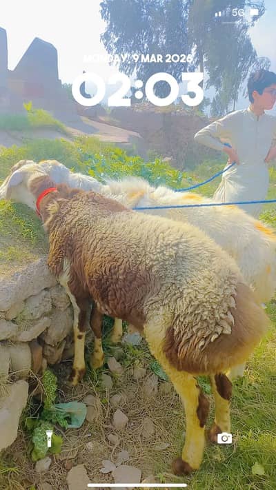 Achi nasal ke dumbe jorwa