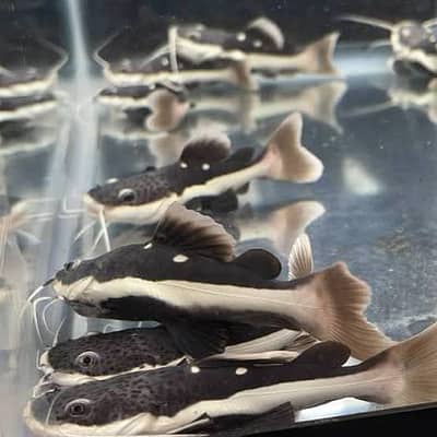 platinum rtc and black rtc