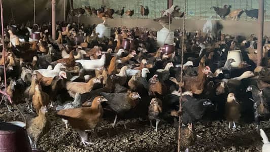 Bin Saeed poultry farm