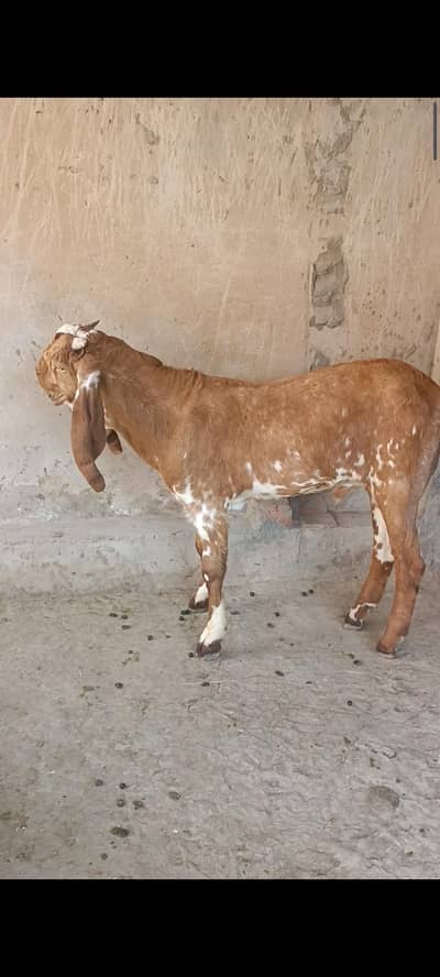 best quality makhi cheena male