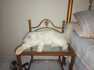 double coat punch face odd eye litter trained 1.6 years age on heat