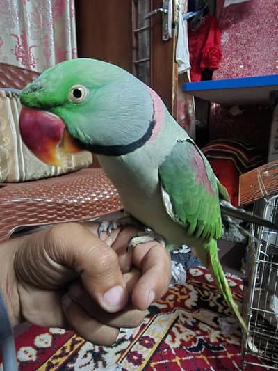 hand time breeder pair