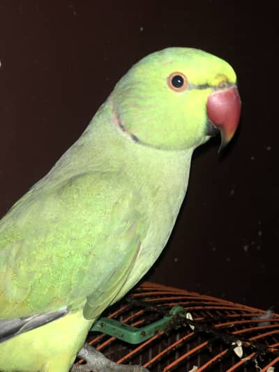 Ringneck Parrot Male | Parrot