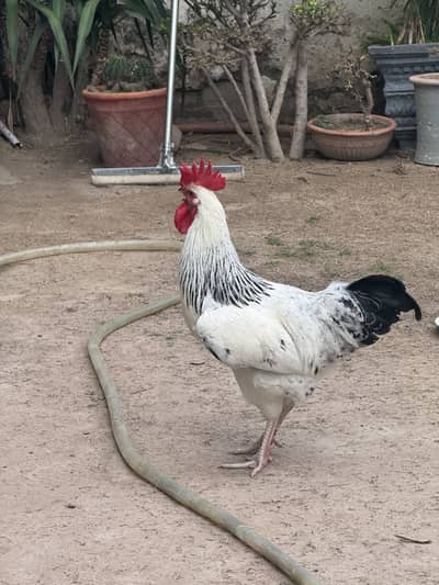 Light sussex heritage chick. rooster. Murga, breeder pair fancy hen