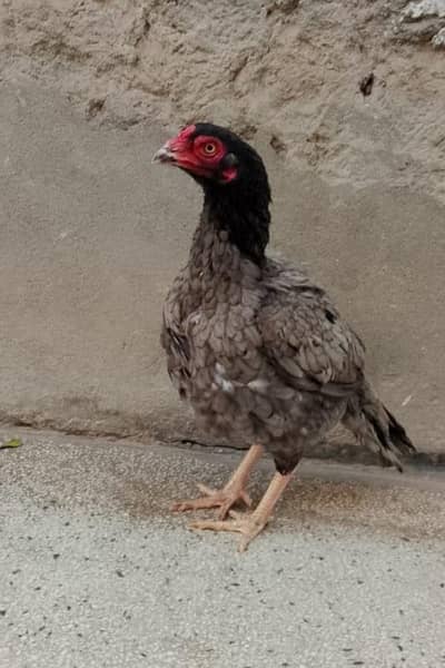 high quality aseel murgi