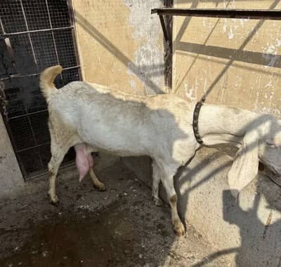 PURE RAJAAN PURI ( gulbali )