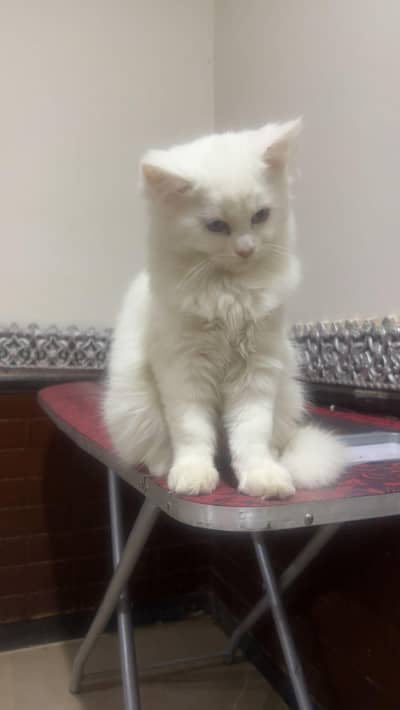 Persian cats 2 kitten with Mother