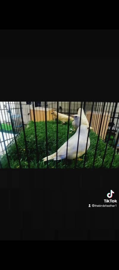 silver lady gouldian chicks available location karachi