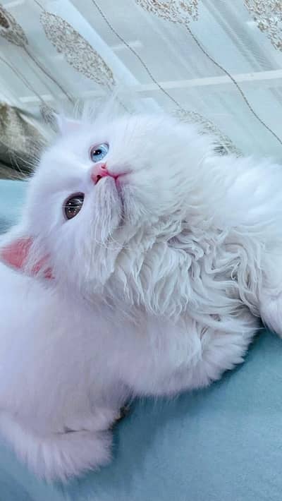 pure old persian kitten